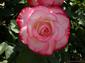 fondos de flor rosa blanca y roja var. Meisponge Jubil� du Prince de Monaco hasta 2560x1920